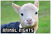  Animal Rights: 