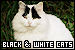  Cats: Black & White (Tuxedo): 