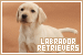  Dogs: Labrador Retrievers: 