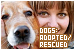  Dogs: Adopted & Rescued: 