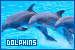  Dolphins: 