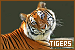  Tigers: 