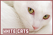  Cats: White: 