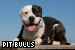  Dogs: Pit Bulls: 