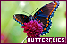  Butterflies: 